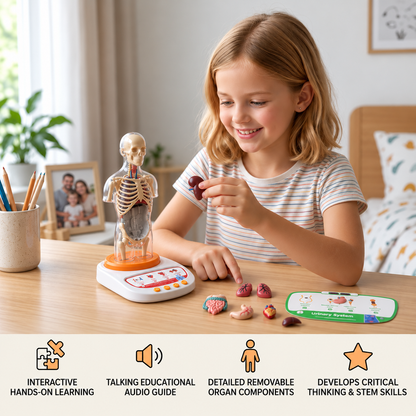Interactive Talking Anatomy Model with Removable Organs & Audio-Guided Learning