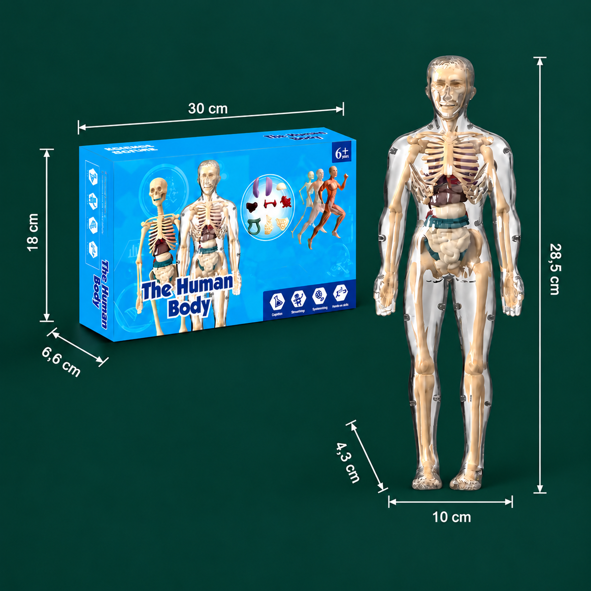 Human Body Anatomy STEM Learning Kit with Assemble-Your-Own Organ Model