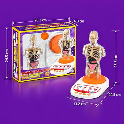 Interactive Talking Anatomy Model with Removable Organs & Audio-Guided Learning